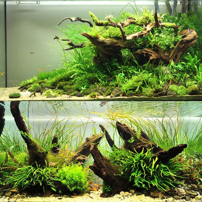Planted Aquarium With Driftwood - Natural Driftwood Aquarium Moss Tree Shape