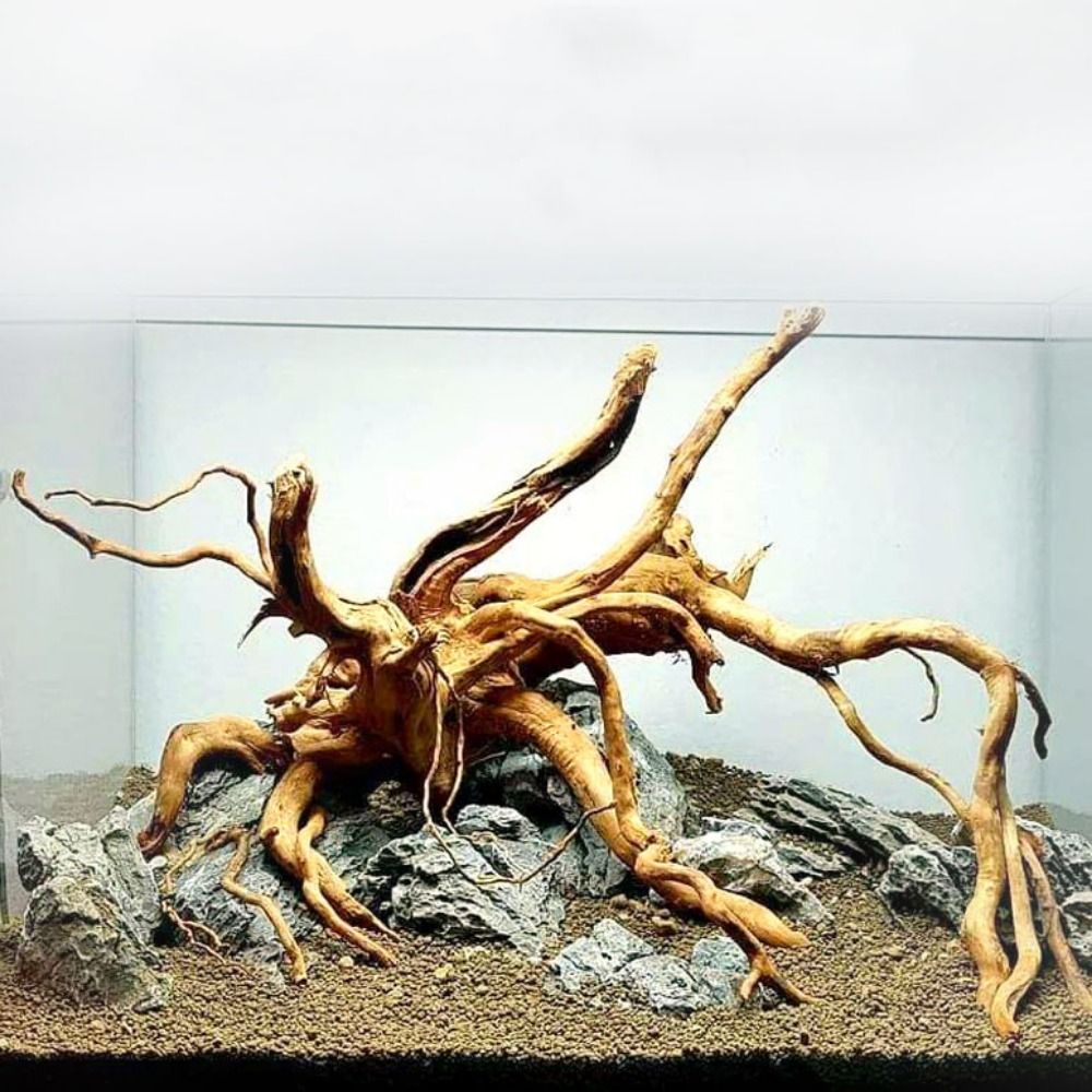 Planted Aquarium With Driftwood - ไม้ลอยน้ำขนาดใหญ่ 20-25 ซม. สำหรับตกแต่งตู้ปลา ต้นไม้จำลอง ตกแต่งตู้ปลา