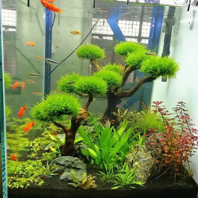 Planted Aquarium With Driftwood - ตู้ปลาเขียวกรอบไม้ปลูกอุปกรณ์ตกแต่งกรอบต้นไม้มอส (ไม่มีมอส) พิพิธภัณฑ์สัตว์น้ําปลูกไม้ดริฟท์ตกแต่ง