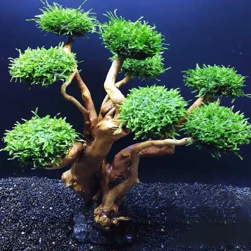 Planted Aquarium With Driftwood - ต้นไม้ตกแต่งตู้ปลา ไม้ประดับ ตกแต่งภูมิทัศน์ รากไม้ ไม้ลอยน้ำ หญ้าน้ำ