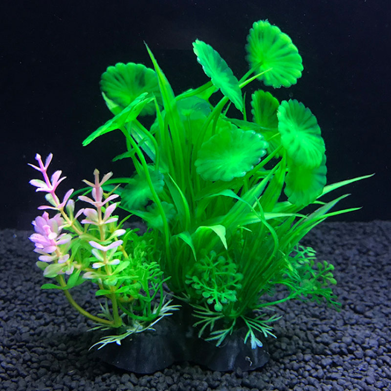 ตกแต่งตู้ปลา พืชจําลองหลากหลาย - Aquarium Plant Varieties บทวิจารณ์และราคา