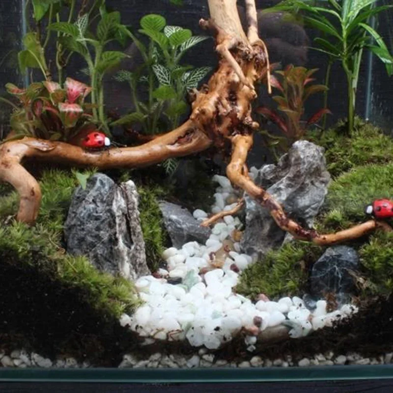 ต้นไม้ธรรมชาติลำต้นไม้ดริฟท์วู - Planted Aquarium With Driftwood บทวิจารณ์และราคา