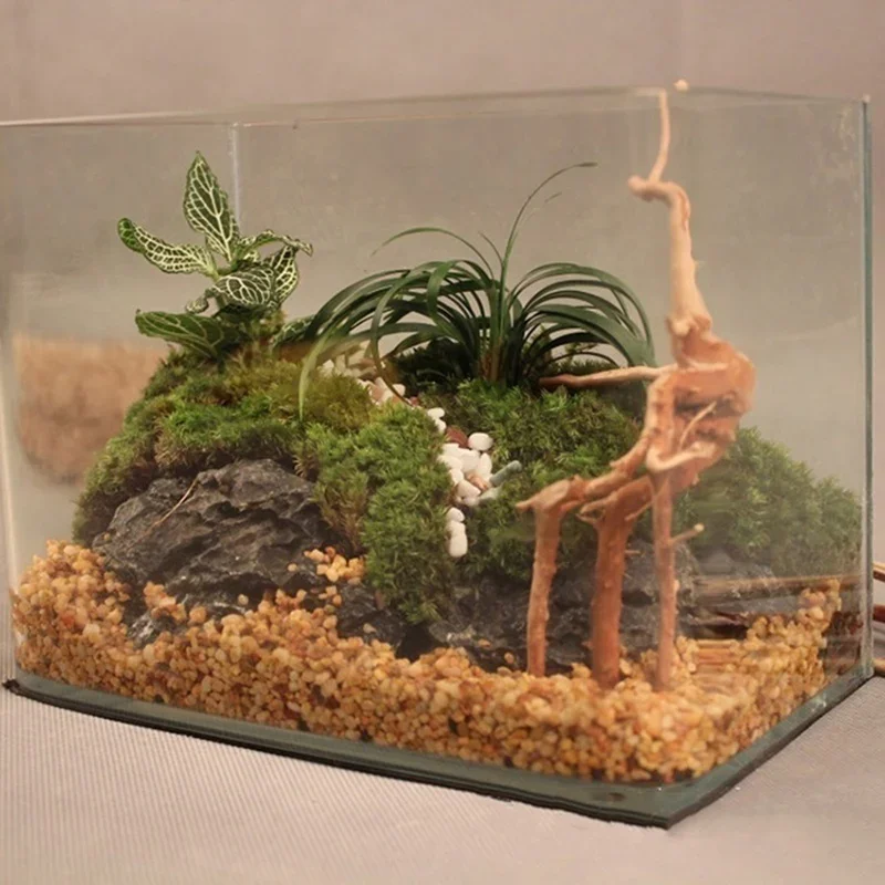 ต้นไม้ธรรมชาติลำต้นไม้ดริฟท์วู - Planted Aquarium With Driftwood บทวิจารณ์และราคา