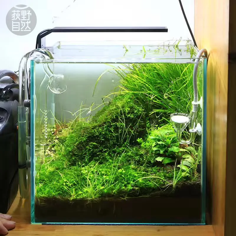 Chihiros C Series ADA สไตล์พืช - Aquarium Plant Growing บทวิจารณ์และราคา