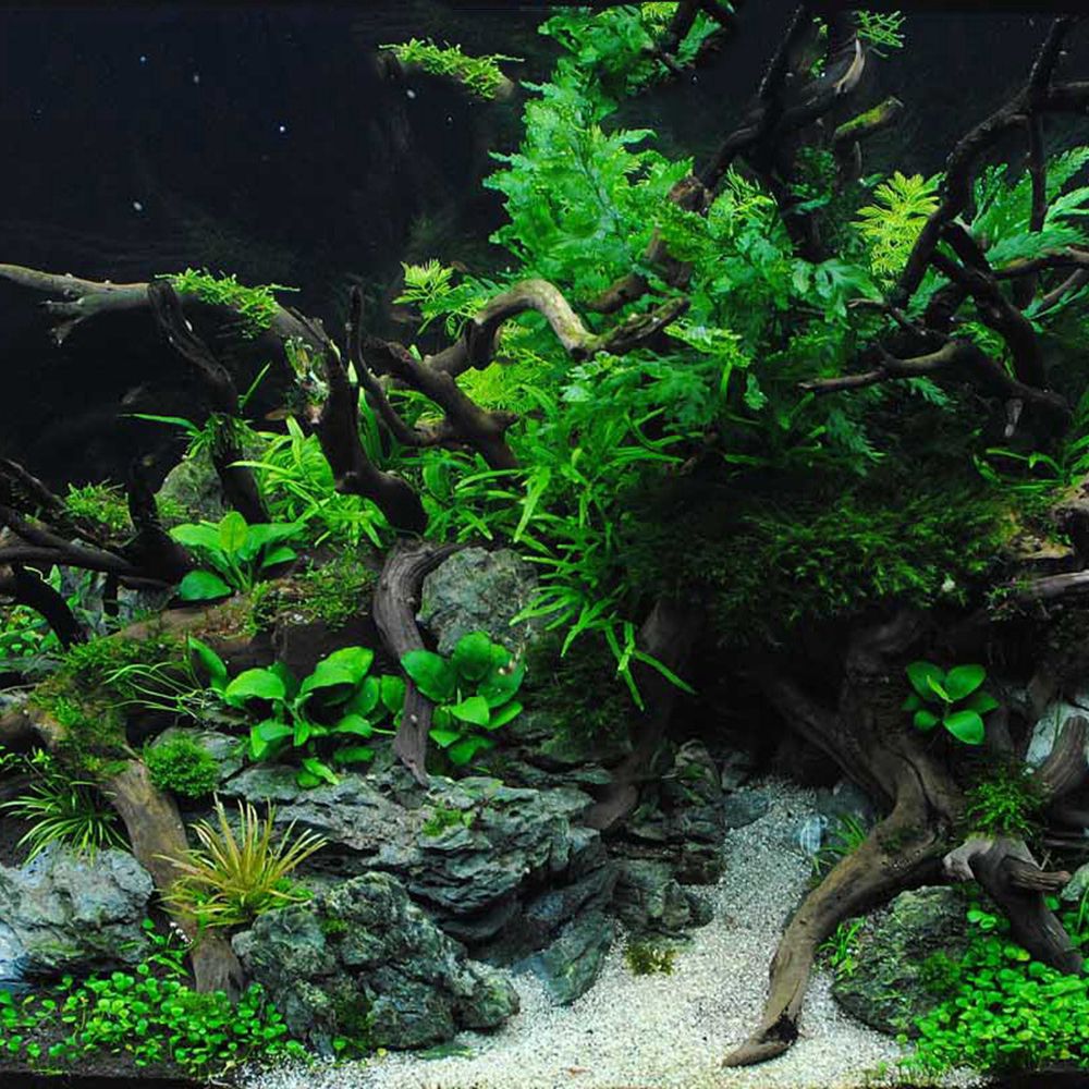 ไม้ตกแต่งตู้ปลา N1N สำหรับจัดส - Planted Aquarium With Driftwood บทวิจารณ์และราคา