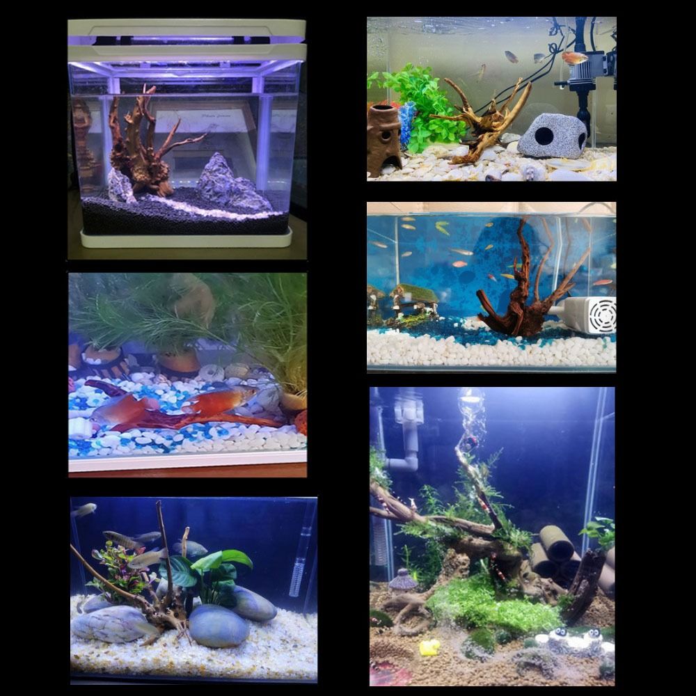 ไม้ลอยน้ำขนาดใหญ่ 20-25 ซม. สำ - Planted Aquarium With Driftwood บทวิจารณ์และราคา