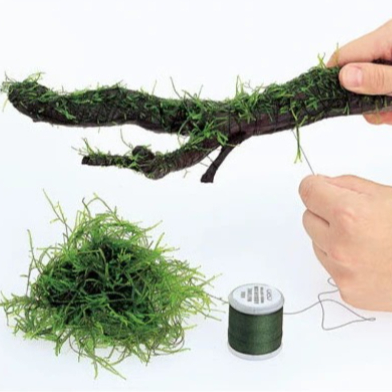 เชือกมอสสำหรับตู้ปลา ย่อยสลายไ - Planted Aquarium With Driftwood บทวิจารณ์และราคา