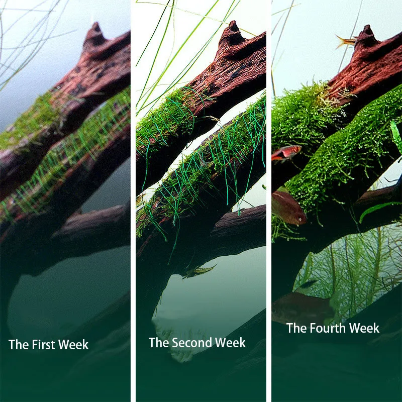 เชือกมอสสำหรับตู้ปลา ย่อยสลายไ - Planted Aquarium With Driftwood บทวิจารณ์และราคา