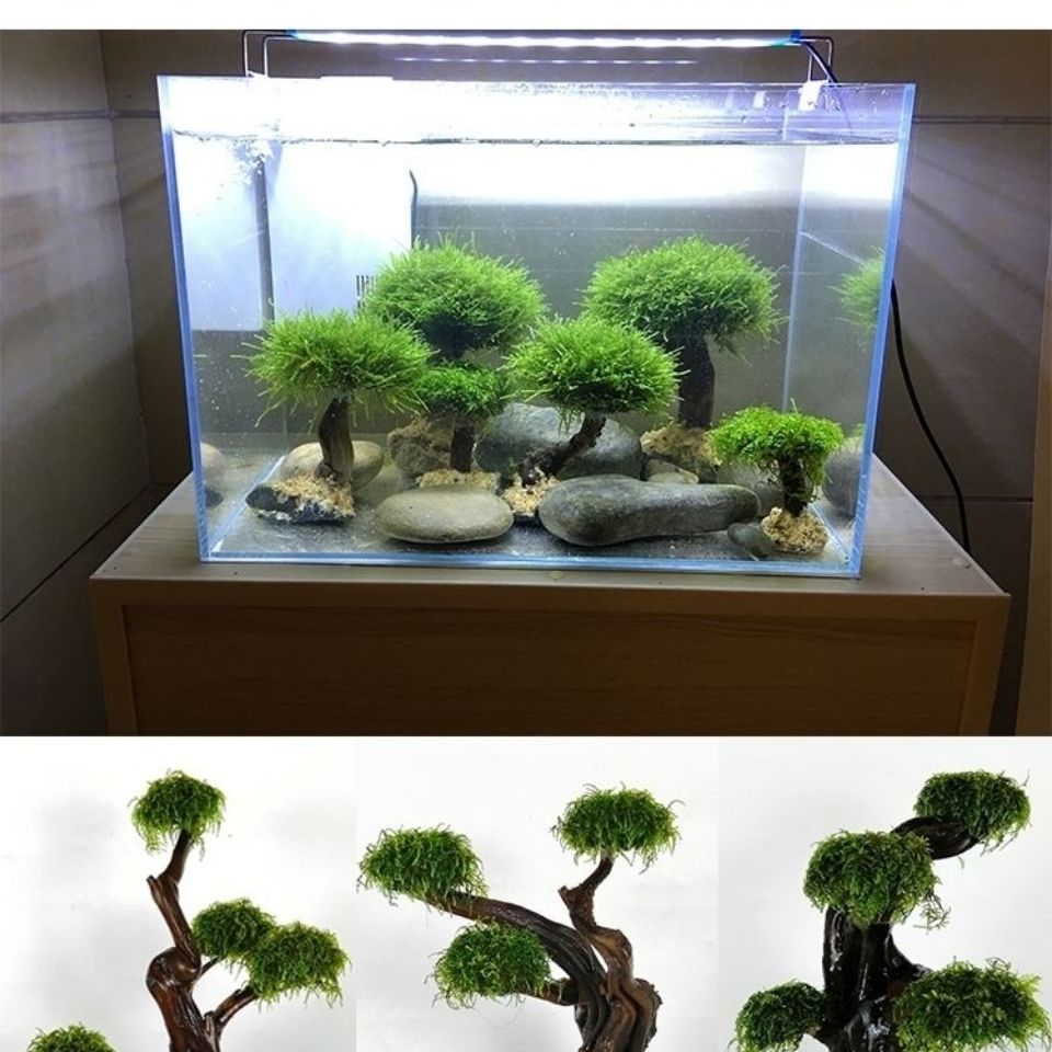ตู้ปลาเขียวกรอบไม้ปลูกอุปกรณ์ต - Planted Aquarium With Driftwood บทวิจารณ์และราคา